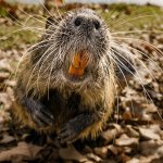Muskrat