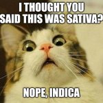 Scared Cat | I THOUGHT YOU SAID THIS WAS SATIVA? NOPE, INDICA | image tagged in memes,scared cat | made w/ Imgflip meme maker