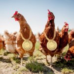 COQINU flock