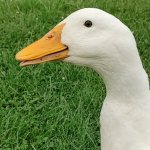 Ducky