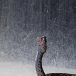 Dramatic Snake in Rain