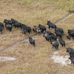 Wild hogs