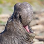 Hippo