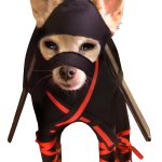 Ninja dog