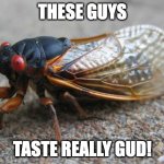Cicada | THESE GUYS; TASTE REALLY GUD! | image tagged in cicada | made w/ Imgflip meme maker