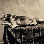 Lincoln's Fido