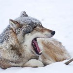 Yawning wolf