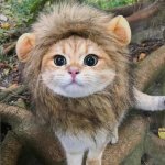 Kitten lion