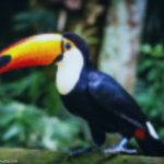 Toucan | image tagged in toucan | made w/ Imgflip meme maker