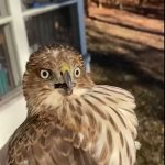 confused hawk