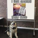 r/axolotlthursdays :) | I liek axolotl; they cute | image tagged in professor doggo | made w/ Imgflip meme maker