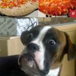Uhhhhhh... WHAT?! | image tagged in scared dog,pizza | made w/ Imgflip meme maker