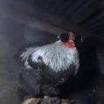 Drip chicken Sp3x_ meme