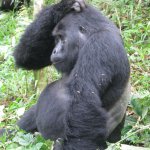 Confused gorilla