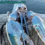 JPSpinosaurus's blue lobter announcement temp