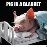 Pig in a blanket | PIG IN A BLANKET | image tagged in sleeping pig,pig,pigs,pig in a blanket,sleeping | made w/ Imgflip meme maker