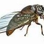 Cicadas are coming