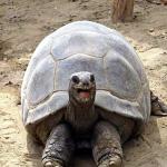 Smiling happy excited tortoise