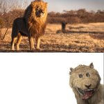 Lion vs taxidermy lion template