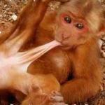 monkey sex