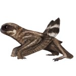 angnurgnatus