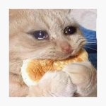 crying cat eating bread