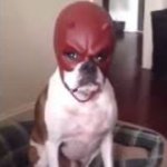 Dog with mask meme