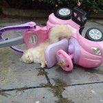 cat car crash
