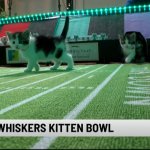 Kitten Bowl