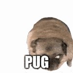 low quality | PUG | image tagged in gifs,pug | made w/ Imgflip video-to-gif maker