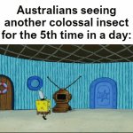 Just an average day | Australians seeing another colossal insect for the 5th time in a day: | image tagged in gifs,memes,funny,australia,spongebob | made w/ Imgflip video-to-gif maker