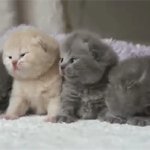 Four Kittens Cute