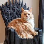 cat on throne meme