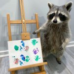 Racoon presents art