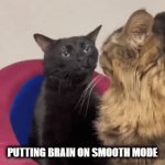 How to handle a fool | PUTTING BRAIN ON SMOOTH MODE | image tagged in gifs,cats,brain smooth,zoning out | made w/ Imgflip video-to-gif maker