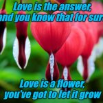 Love is the answer | Love is the answer, and you know that for sure; Love is a flower, you've got to let it grow | image tagged in bleeding heart | made w/ Imgflip meme maker