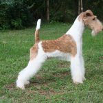 wirehaired fox terrier