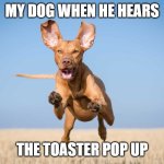 Dog Hears Toaster | MY DOG WHEN HE HEARS; THE TOASTER POP UP | image tagged in dog flying | made w/ Imgflip meme maker