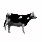 Polish cow GIF Template