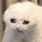 Cat crying meme