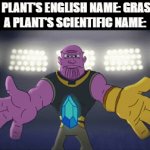 G R A S S | A PLANT'S ENGLISH NAME: GRASS
A PLANT'S SCIENTIFIC NAME: | image tagged in gifs,memes,plants,oh wow are you actually reading these tags | made w/ Imgflip video-to-gif maker