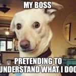 My boss pretending to understand what I do | MY BOSS; PRETENDING TO UNDERSTAND WHAT I DOO | image tagged in confused dog,funny,memes,work,boss | made w/ Imgflip meme maker