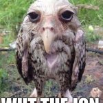 Wet owl | MONDAY GOT ME LIKE; WUT THE JON | image tagged in wet owl | made w/ Imgflip meme maker