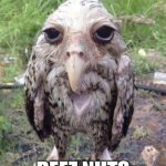 Wet owl | DEEZ NUTS | image tagged in wet owl | made w/ Imgflip meme maker