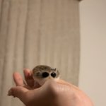 Funny hamster