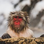 Monkey with Funny Haircut