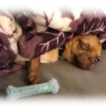 Sleepy dog
