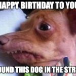 lisp dog | HAPPY BIRTHDAY TO YOU; I FOUND THIS DOG IN THE STREET | image tagged in lisp dog | made w/ Imgflip meme maker