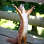 Praise Squirrel | I JUST REACHED; 20,000 POINTS | image tagged in praise squirrel | made w/ Imgflip meme maker