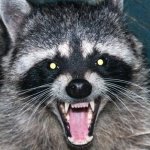 angry raccoon